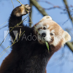 Red Panda