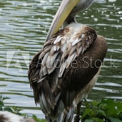 BIRDS - Pelican / Pelikan