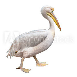 pelican