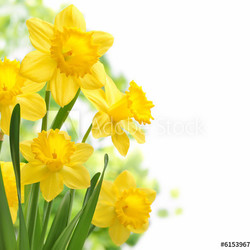 Daffodil flowers