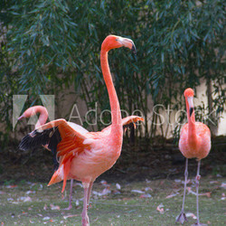 Flamands prêt pour l'envol