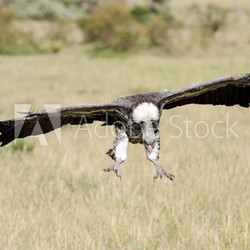 A African White-backed Vulture landing