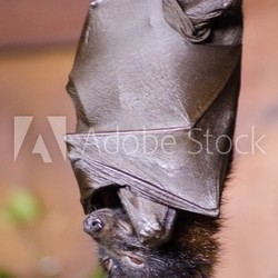 Large flying fox bat