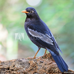 male Black-breasted Thrush