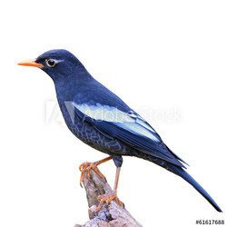 Grey-winged Blackbird