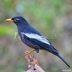 Grey-winged Blackbird