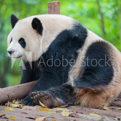 Giant panda bear taking a rest