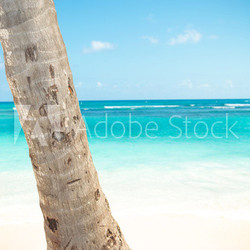 palm tree trunk and beautiful caribbean sea as background