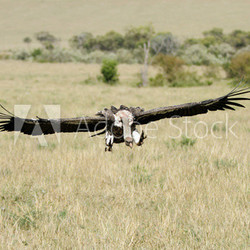 Vast Savanna grassland & landing  African White-backed Vulture