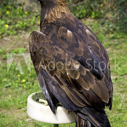 The portrait of golden eagle, Aquila chrysaetos