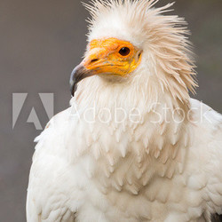 Egyptian Vulture - Neophron percnopterus