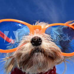 hund mit brille