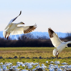 Snow Geese Wings Extended Landing Washington