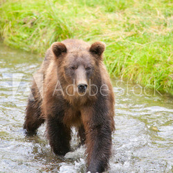 Grizzly Bear fishing in the River, Alaska