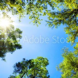 Baumkronen umrahmen den sonnigen Himmel