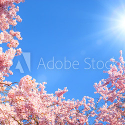 Blühende Äste vor blauem Himmel