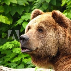 Kodiak Brown Bear