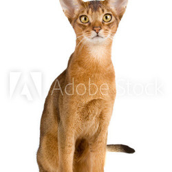 Abyssinian cat over white background