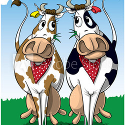Two Cows