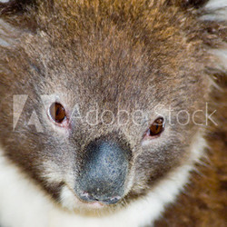 young koala closeup