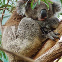 koala