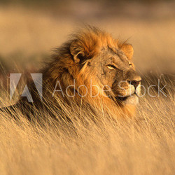 big male lion