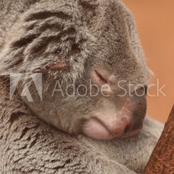 koala dormant