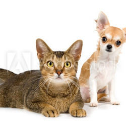 The puppy chihuahua and cat in studio on a neutral background