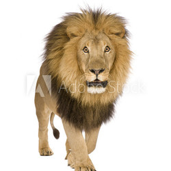 Lion (8 years) - Panthera leo