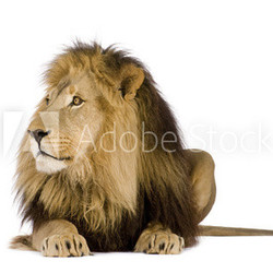 Lion (4 and a half years) - Panthera leo