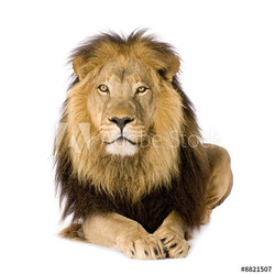 Lion (4 and a half years)