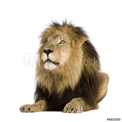 Lion (4 and a half years)