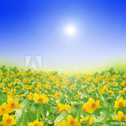 spring meadow full of yellow flowers